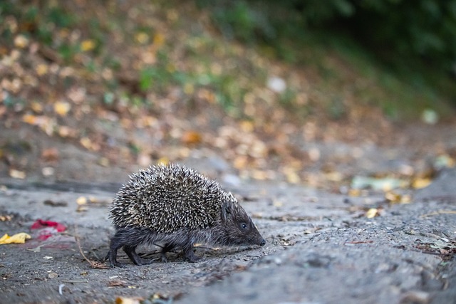 乱的发生 乱的发生