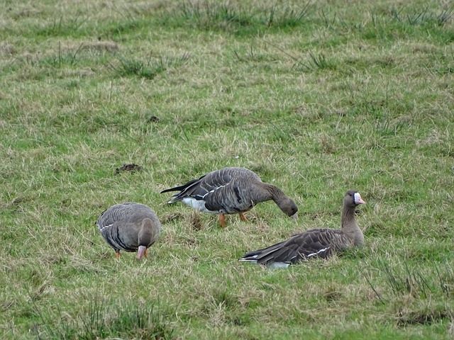 挫敗了諾丁 挫敗了諾丁